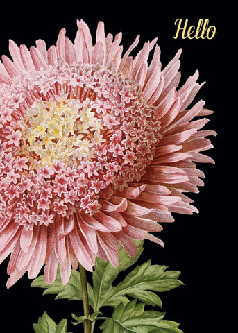 Hello (pink flower) • 5x7 Greeting Card