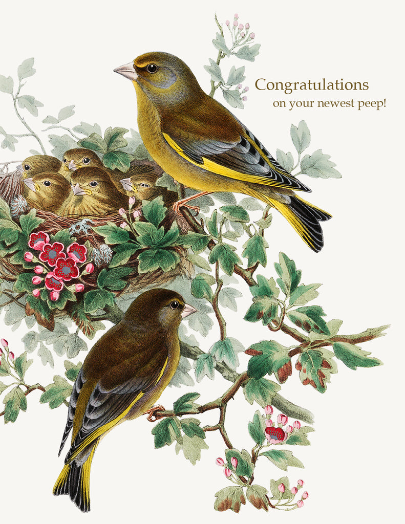 Congratulations On Your Newest Peep • A-2 Greeting Card