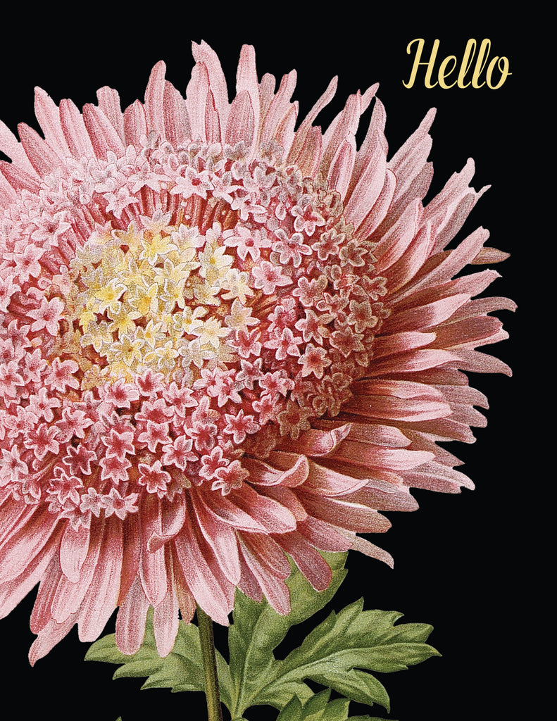 Hello (pink flower) • A-2 Greeting Card