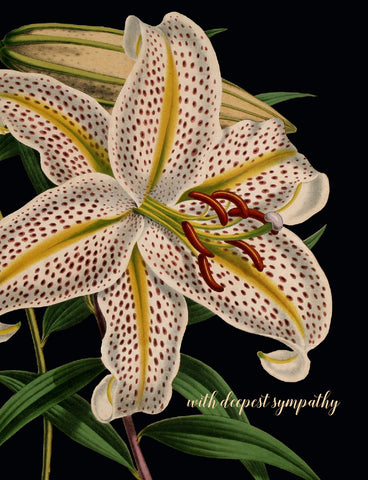 With deepest sympathy (lily) • A-2 Greeting Card