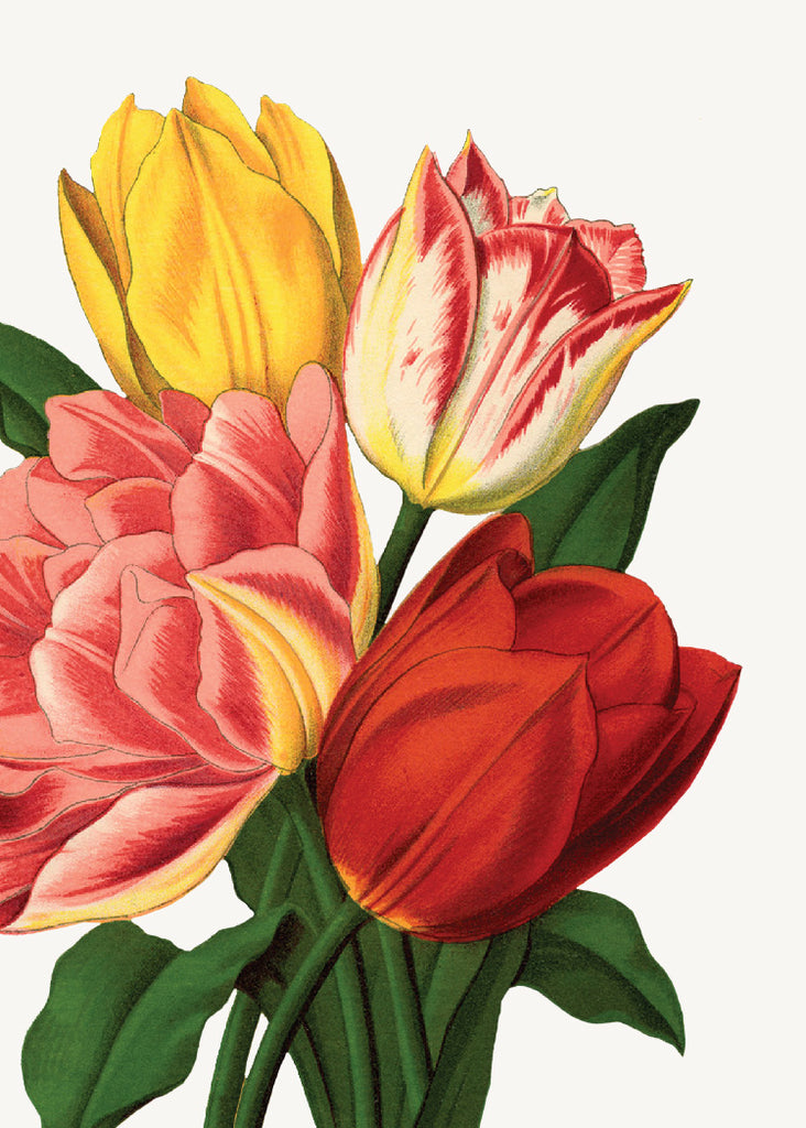 Tulips • Mini Enclosure Card